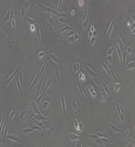 L6大鼠成肌細胞主圖