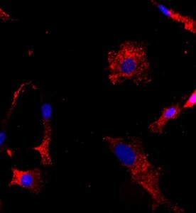大鼠關節軟骨細胞主圖