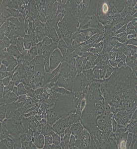 SW 1990人胰腺癌細胞(DMEM）主圖