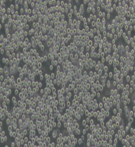 U-937人組織細胞淋巴瘤細胞主圖