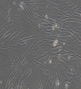 WI-38人胚肺細胞主圖