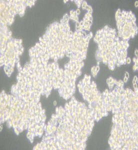 D341Med人髓母細胞瘤細胞主圖