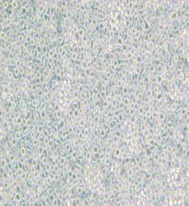 H9人T淋巴細胞系主圖