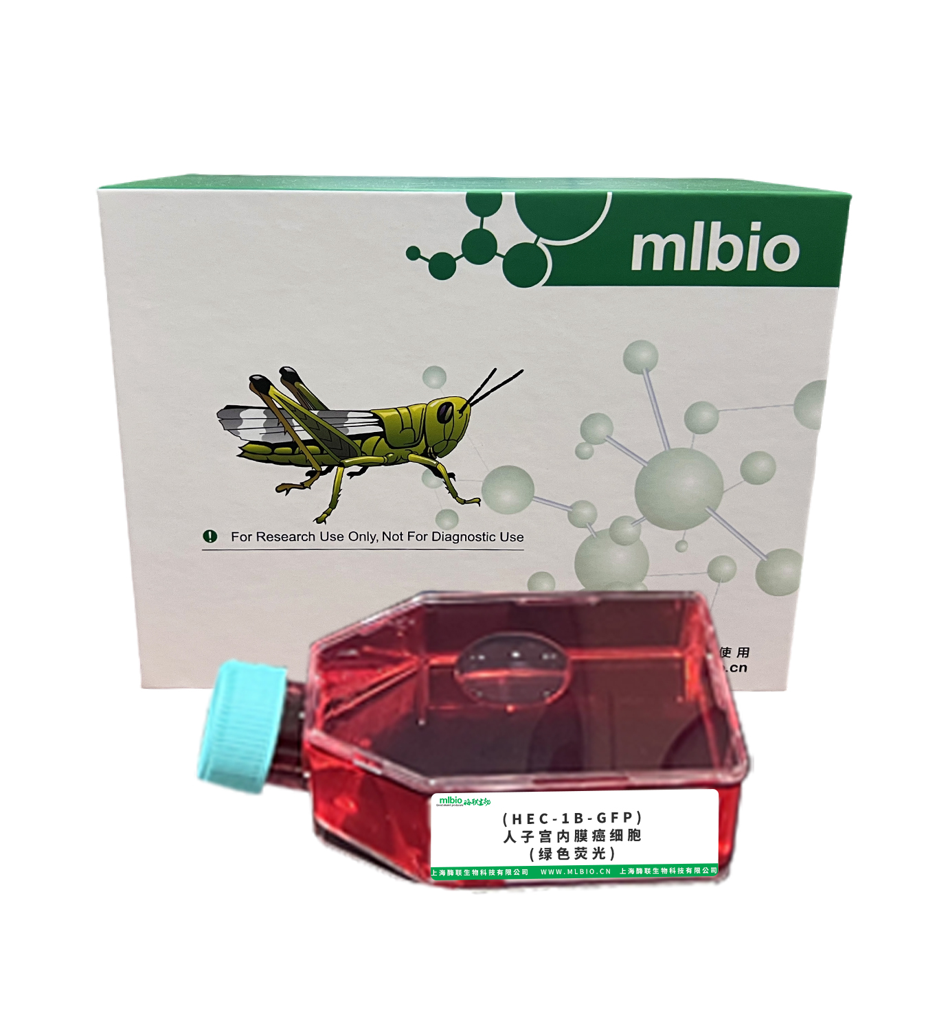 (HEC-1B-GFP)人子宮內膜癌細胞(綠色熒光)主圖