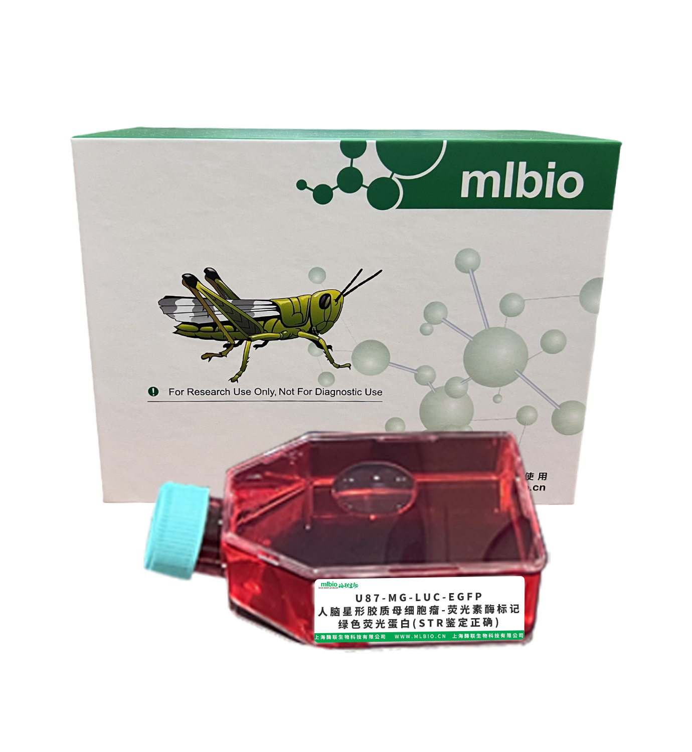 U87-MG-LUC-EGFP/人腦星形膠質(zhì)母細胞瘤-熒光素酶標(biāo)記-綠色熒光蛋白(STR鑒定正確)主圖