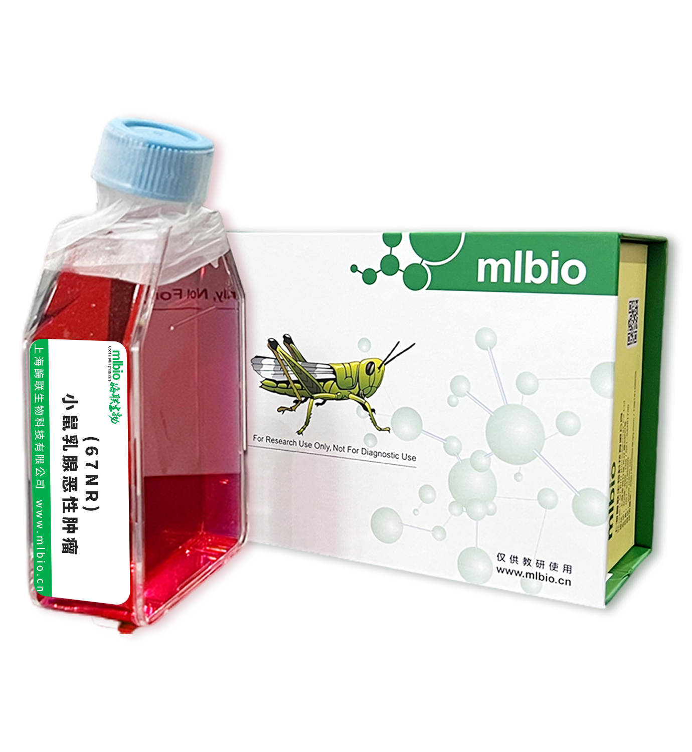 (67NR)小鼠乳腺惡性腫瘤主圖