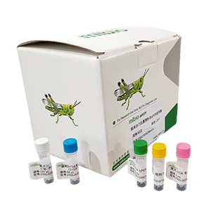 黃桿菌通用探針法qPCR試劑盒(不含內參)主圖