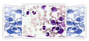 各種組織學(xué)試劑，包括固定液和染色液